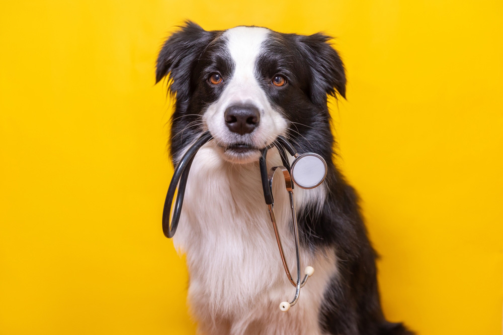 diabetic alert dogs vs medical response dogs