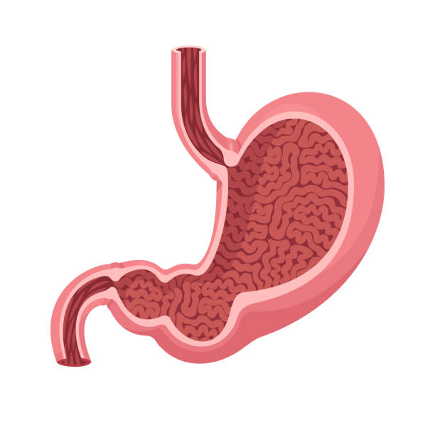 gastroparesis and digestive tract